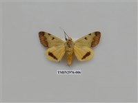 藏品(夜蛾369)的圖片